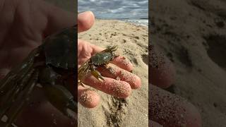 Petit vlog à la plage 🦀 nature wild wildlife humour vlog exploration [upl. by Mindi949]