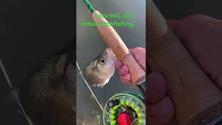 Pro fly rod combo at a beginner price fishing maxcatchfishing [upl. by Kalindi]