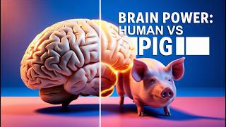 Pig Minds Do Pigs Think Like Humans [upl. by Jeannie903]