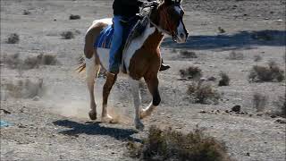 3521 buckskin paint mare [upl. by Prasad]