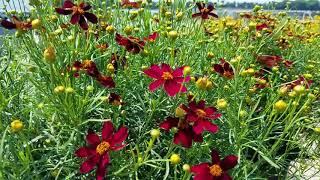 Coreopsis Permathread™ Red Satin Tickseed [upl. by Saile]