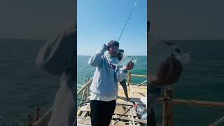 Pemancing kocak mancing ikannya lari mancing mancingmania ikan kocakabis ngakakkocak shorts [upl. by Dawkins35]