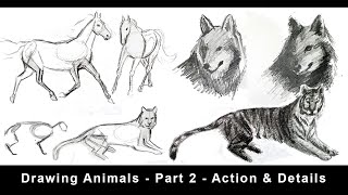 Drawing Animals for Beginners  Part 2  Action Foreshortening amp Details [upl. by Bibeau82]