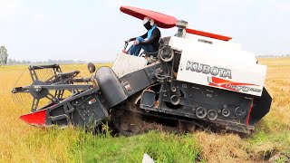 Nice Activities Kubota DC70Plus Rice Harvester Machinery Skills Operator Working Cropping Rice Farms [upl. by Eiramadnil]