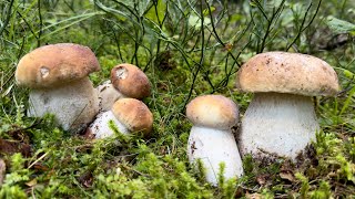 Funghi porcini in alta montagna [upl. by Dammahum]