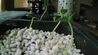 Timelapse of seedlings following light [upl. by Elia217]