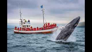 Whale Watching in Akureyri İceland Wal Tour in İsland Northeast Iceland [upl. by Oralie312]