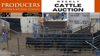 1262023  Producers Livestock Auction Company Cattle Auction [upl. by Nnyliak]