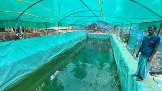 2 സെന്റ് കുളത്തിൽ 700 കിലോ മീൻ 😳 Fish tank  Fish farming [upl. by Naicul]