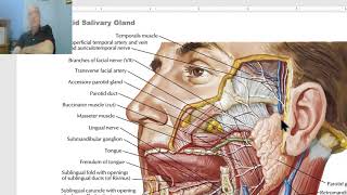 Radiology  Cervical Lymph Nodes  Head and Neck [upl. by Fisoi508]