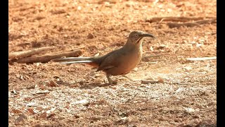 Crissal Thrasher  Pat ONeil Video Bird IDs [upl. by Anilrats]