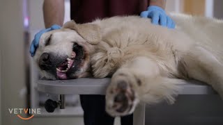 Canine Epilepsy  If a seizure lasts more than five minutes at home [upl. by Laban]