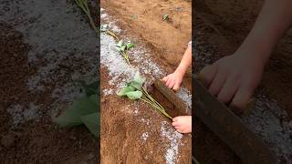 High Yielding Sweet Potato 🍠 🍠 Planting  Sweet Potato Farming shorts youtubeshorts [upl. by Meredi]