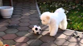 Bichon frise puppy Bobo 4 months old playing [upl. by Kelsey]