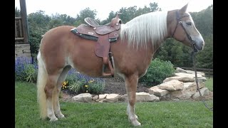 Lilly 10 year old Haflinger mare  riding video  horse for sale [upl. by Neik827]