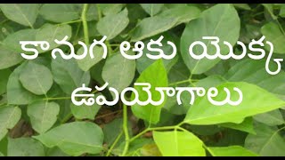 Kanuga aaku benefits ll కానుగ ఆకు యొక్క ఉపయోగాలు ll కానుగ చెట్టు [upl. by Idaline]