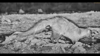 On The Prowl White Tailed Mongoose hunts Around Ol Donyo Pan [upl. by Dulce454]