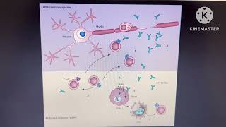 Glatiramer acetate  Multiple Sclerosis mechanism of action [upl. by Cully361]