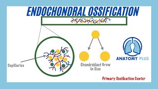 Endochondral Ossification [upl. by Tyre]