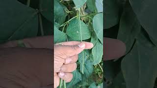 Cowpea growing well at home [upl. by Mckee]