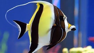 Moorish Idol Documentary4kCarlos Marabillo [upl. by Akiv924]