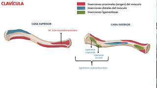 Clavícula [upl. by Marius]