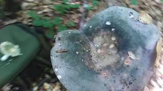 Russula cyanoxanthaljubičastozelena krasnica [upl. by Ettenoj593]