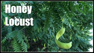 Honey Locust Gleditsia triacanthos  Ninja Gardening  Episode 31 [upl. by Ambrosane]