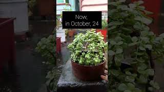 Portulacaria afra topiary update jadetopiary update shorts [upl. by Haldas292]