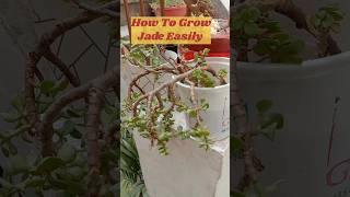 How To Grow Jade EasilyJade Propagation gardening shorts crasullaovata [upl. by Aidaas310]