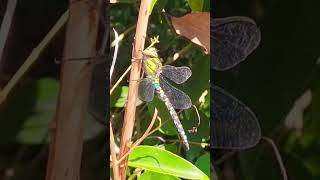 Libellule 🩵 Aeschne Bleue Aeshna Cyanea libellule insectes nature dragonfly shorts [upl. by Leibman435]