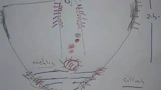 Fasciola hepatica and F Gigantica [upl. by Orbadiah487]