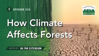 How Changes to Climate Affect Our Forests  From the Woods Today  Episode 216 [upl. by Ahar]