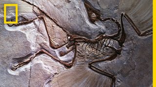 Fossils 101  National Geographic [upl. by Budde]