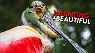 Roseate Spoonbills Hauntingly Beautiful Swamp Hunters [upl. by Artied869]