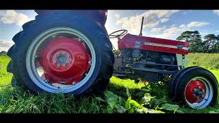 1965 Massey Ferguson 135 Tractor Restored by David Marshall [upl. by Analaf292]