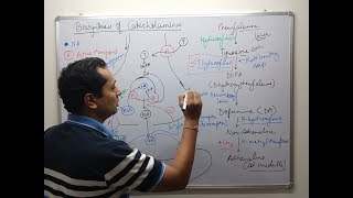 Adrenergic Pharmacology Part 1 [upl. by Tedmann]