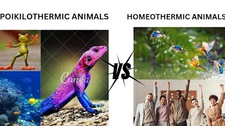 HOMEOTHERMIC ANIMALS ⚡⚡ VS POIKILOTHERMIC ANIMALS⚡⚡ [upl. by Levitan]