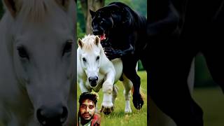 Black panther attack on a baby 🐎🐆foalblackpanther horse animals lionbabyanimals lionhead [upl. by Mintz]