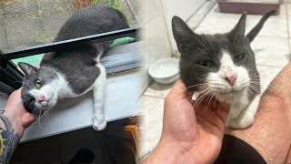 Stray Cat Sneaks Into a Home To Adopt The Family Living There [upl. by Marcelia]