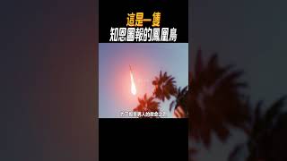 這是一隻知恩圖報的鳳凰鳥奇聞奇事 奇聞異事 趣事 [upl. by Gadmann]