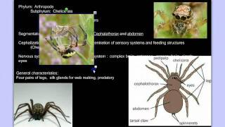 Invertebrate Diversity Part 3B Arthropods Detailed [upl. by Giess]