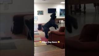 Happy dog dance bouvierdesflandres [upl. by Willette116]