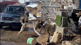 11 AYLIK BU KANGAL YAVRUSU ÇOK BETER OLACAK  ÖNÜNE GELENE DALDI  DOÇKAYA BİLE DALACAKTI [upl. by Ardnasxela]