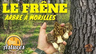 Pour trouver des morilles les frênes et des indices  Saison des morilles [upl. by Annam]