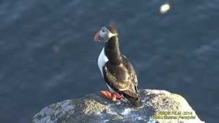 LUNNEFÅGEL Atlantic Puffin Fratercula arctica Klipp  1464 [upl. by Ortrud]