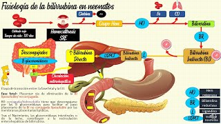 Ictericia neonatal Fisiológica y patológica👶 PEDIATRÍA [upl. by Dlanar334]