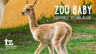 Amazing baby Vicuña birth 🦙 [upl. by Enaile543]