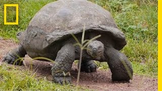 Worlds Biggest Tortoise Can Live Up to 120 Years  National Geographic [upl. by Ennaylloh]