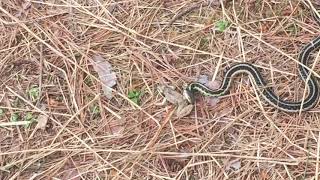 GARTER SNAKE EATING FROG [upl. by Janaye436]